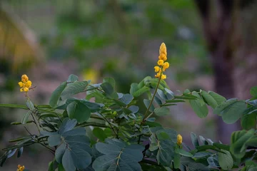 Yellow Senna alata flowers with green leaves