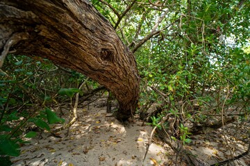 Fototapeta na wymiar Twisted Tree Trunk in Lush Forest