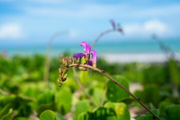 Fototapeta na wymiar Purple Flower on Beach