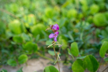 Close-up of a vibrant purple wildflower.