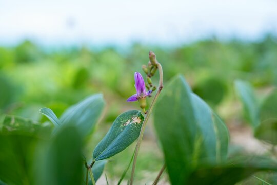Purple Flower Bud in Nature - Powered by Adobe