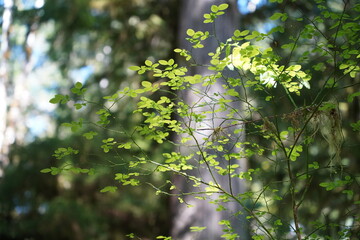 green leaves in the sun