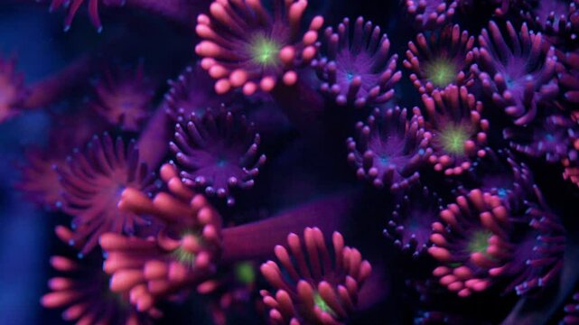 Close-up macro shot of purple and bordeaux Goniopora coral with greenish yellow centers swaying gently in reef tank current under actinic lighting.
