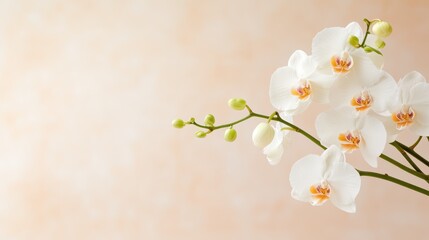 Obraz premium Delicate white-pink orchids fading into a pastel pinkish-white background, minimal and emotionally ethereal