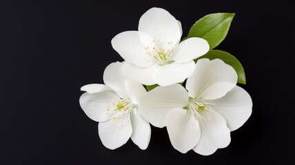 Obraz premium Delicate White Flowers and Green Leaf on Black Background delicate white flower bloom blossom floral