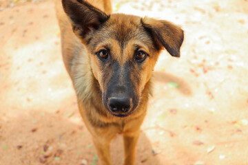 Alert Brown Dog Stares Curiously With One Ear Standing Tall
