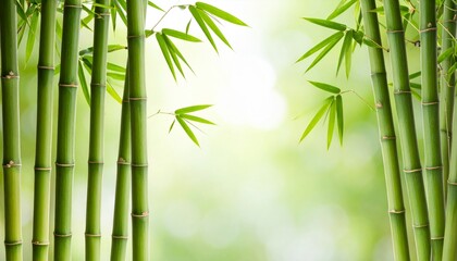 Obraz premium Minimalist nature scene of tall bamboo plants, light green tones and airy composition