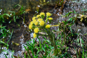 Smooth white-footed foxtail, or Radiant white-footed foxtail is a perennial herbaceous plant from the genus