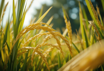 Golden Rice Ears Ripening Under a Bright Blue Sky on a Sunny Day