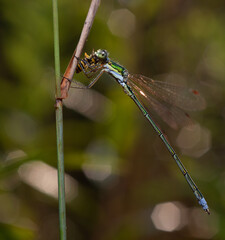 damselfly Spreadwing, Lestes, eating its prey sitting on a plant, pond