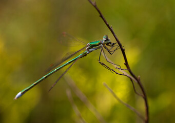 damselfly Spreadwing, Lestes, eating its prey sitting on a plant, pond