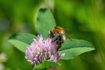 Bumblebee collecting nectar from purple flower.