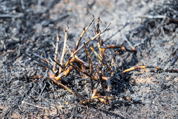 Burnt Roots of Shrub Remain Scorched on Barren Soil