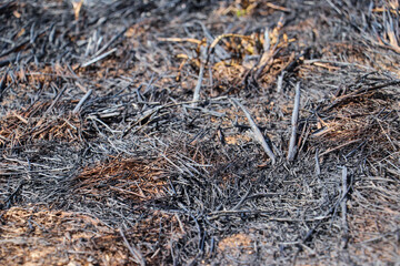 Charred Ground Covered With Burnt Crop Residues After Fire
