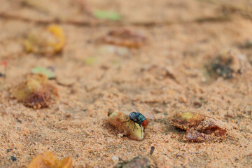 Common Housefly Feeding on Rotten Fruit on Sandy Ground