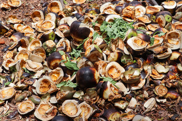 Discarded Palm Fruit Shells Scattered Across Dry Earth Surface