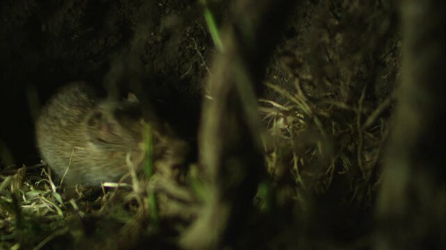 mouse is coming in its underground burrow 