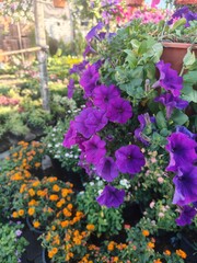 purple flowers