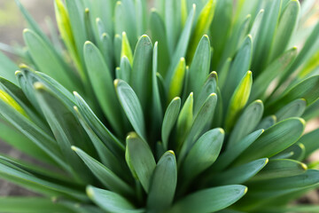 beautiful young shoots of narcissus flowers, Green grass