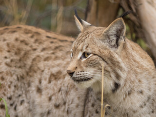 Fototapeta premium lynx, silhouette, eurasian, wild, cat, lynx lynx, looking around, fur, high quality