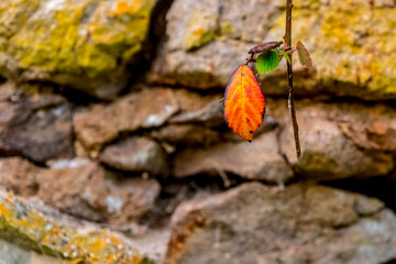 Colorful autumn leaf clings to branch against a weathered stone wall in a serene landscape during a crisp fall afternoon