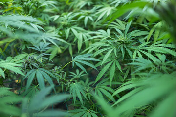 Marijuana cannabis plant farm for medical science use, indoor grown hemp weed tree,