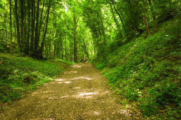 Lush green pathway winding through a serene forest during bright daylight with sunlight filtering through the leaves