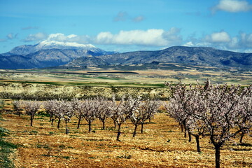 Amandiers en fleurs dans la campagne andalouse. Espagne.