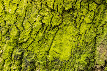 tree bark, background, texture, green, structure, wallpaper,