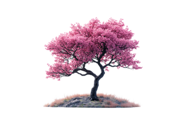 A beautifully shaped cherry blossom tree with pink flowers and twisted branches on grassy ground, isolated on a transparent background