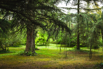 Lush greenery and towering trees create a serene escape in a tranquil park during a peaceful afternoon