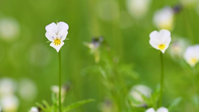 video of wild violet close-up