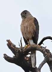 A magnificent Cooper’s hawk perched in a tall tree, looking for  prey in north  Tucson, Arizona