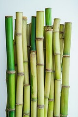 Fototapeta premium Upright bamboo stalks in a close-up studio shot against a white background showing green and tan colors and textures