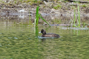 池で泳ぐキンクロハジロ