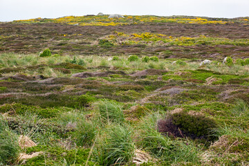 The moorland of Land’s end. Cornwall. England. United Kingdom