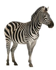 Zebra Standing: A stunning zebra, its striking black and white stripes creating a mesmerizing pattern, stands tall, showcasing its natural elegance and beauty.
