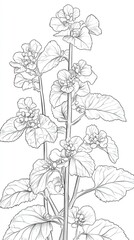 Drawing sketch style illustration of a Nepeta catar