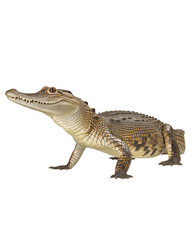 Naklejka premium Resilient Alligator in Nature's Embrace: Capturing the raw essence of a captivating alligator in its natural habitat, exuding resilience and survival. The image brings a powerful message.