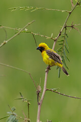 The Asian golden weaver (Ploceus hypoxanthus) is a species of bird in the family Ploceidae.