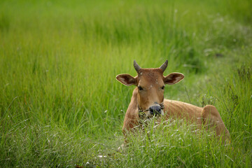 A brown cow is sleeping comfortably in a green pasture.