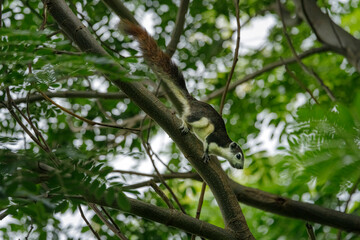 A variable squirrel on a tree in Thailand. on a branch in the garden.