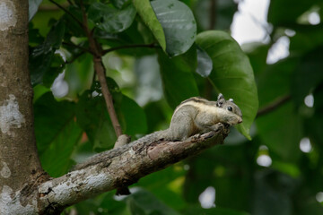 Himalayan striped squirrel climbing up a tree on a green background