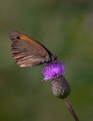 Satyr butterfly, Satyridae, sitting on a wild flower, field