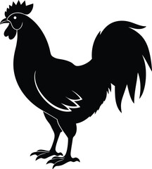 cock and rooster
