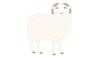 A Fluffy White Sheep with Curly Horns Illustration