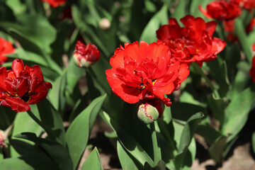 Red tulips. Tulip blooming period. Beautiful bright flowers close-up. Field of red tulips. Park. Natural spring background. Photos of flowers for postcards