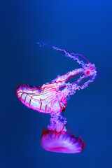 Atlantic sea nettle (Chrysaora quinquecirrha), also called the East Coast sea nettle, floating in open blue water.