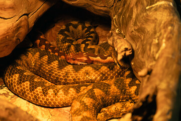 Vipera ammodytes, commonly known as horned viper, long-nosed or nose-horned viper, lying with others on a tree stump.