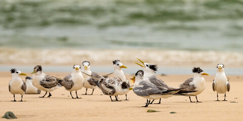 A gathering of greater crested terns (Thalasseus bergii), on a sand bank in Queensland, Australia.